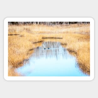 American Coots Depart by Debra Martz Sticker